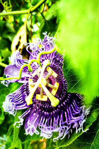 Passion Fruit