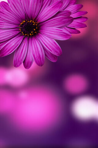 Vibrant Purple Blossom 🌸✨