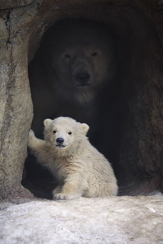 A Cozy Cave Encounter 🐻✨