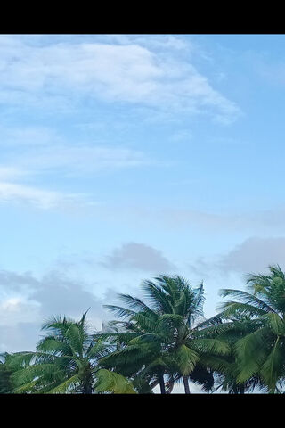 Palms