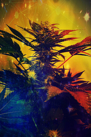 Vibrant Cannabis Bloom ..