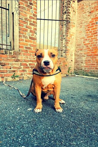 Charming Pup in the City 🐶✨