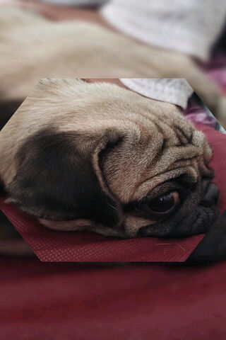 Cozy Pug Relaxing 🐾
