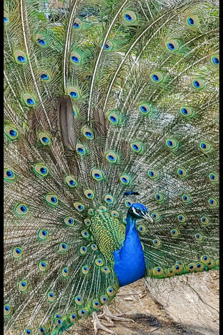 Peacock