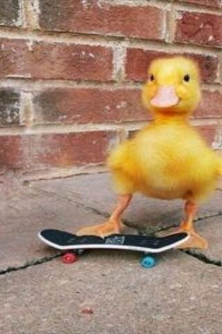 Skateboarding Duckling ..