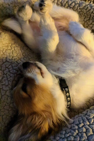 Papillon Puppy