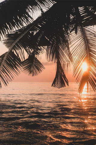 Sunset Serenity: A Tropical Escape 🌴🌅