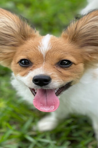 Papillon Puppy