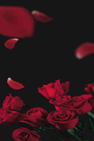 Romantic Red Roses 🌹✨
