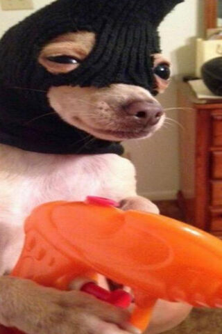 Robber Dog