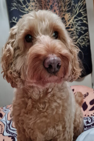 Rusty the Charming Comp..