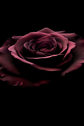 Eternal Elegance: The E..