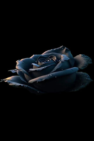Enigmatic Black Rose 🌹✨