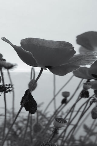 Red Poppy In Garden