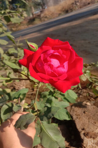Radiant Red Rose 🌹