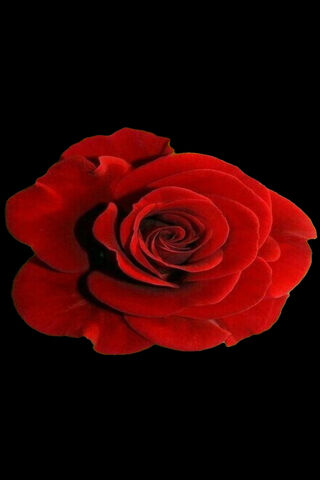 Elegant Red Rose 🌹