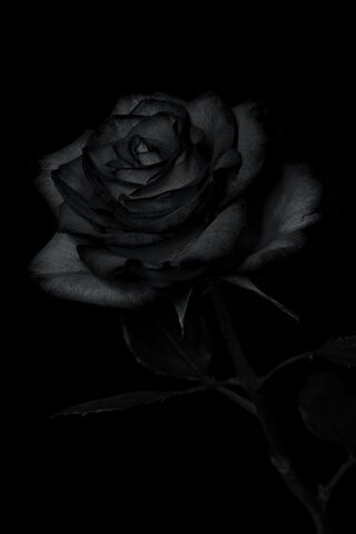 Rose In Darkness