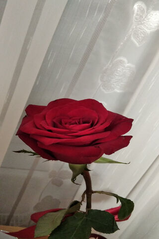 Elegant Red Rose 🌹