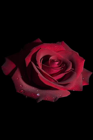 Elegant Red Rose 🌹✨