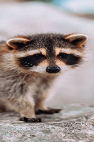 Curious Raccoon 🦝✨