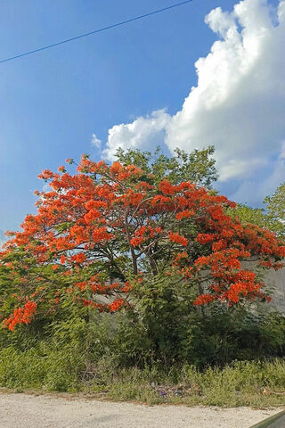 Vibrant Blossoms Under a Blue Sky 🌼🌤️