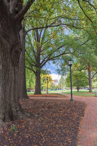 Serene Pathway Through Autumn Trees 🍂🌳