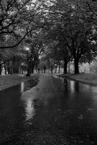 Serene Rainy Path 🌧️🌳