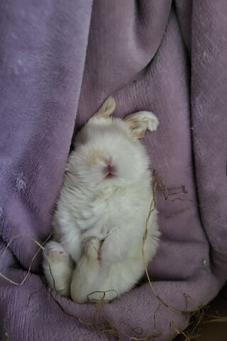 Cozy Bunny Nap 🐰💤