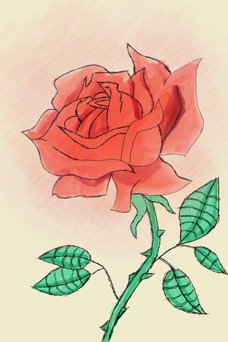 Beautiful Red Rose 🌹