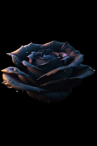 Enigmatic Black Rose 🌹✨