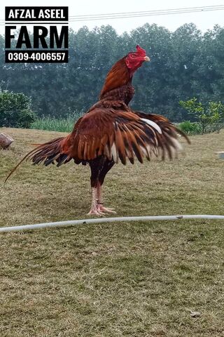 Rooster Flying