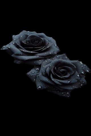 Mystic Elegance: The En..
