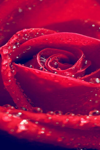 Dew-Kissed Elegance: Th..