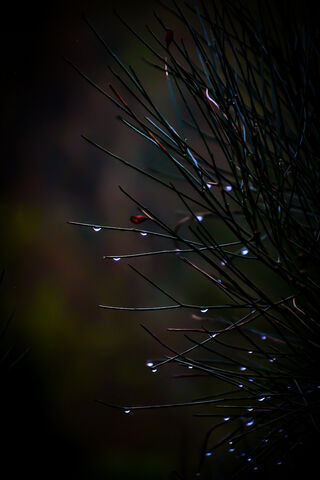 Glimmering Raindrops on..
