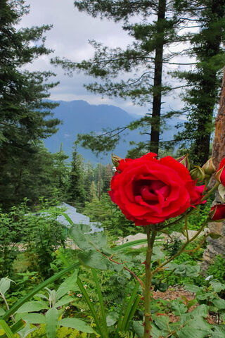 Blooming Beauty in Natu..
