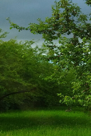 Serene Green Oasis 🌳✨