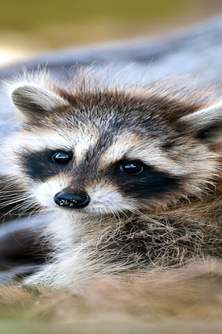 Adorable Raccoon Cub 🦝✨
