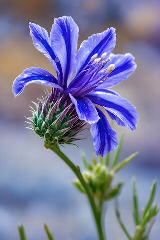 Stunning Blue Flower 🌸✨
