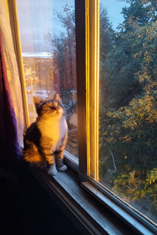 Curious Cat at Sunset �..