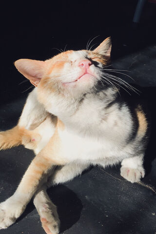 Sun-Kissed Cat Bliss ☀️🐱