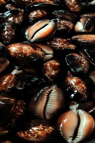 Beautiful Cowrie Shells..