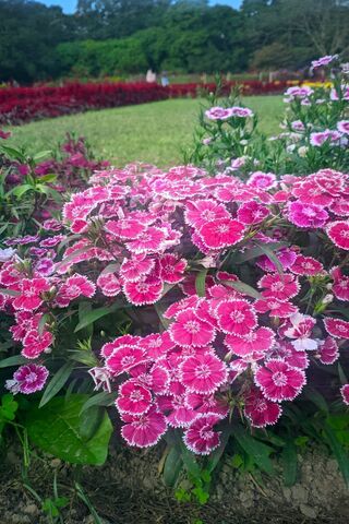 Sweet William Flowers