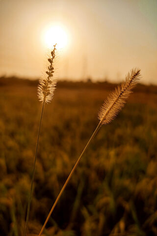Golden Hour Serenity 🌾🌅