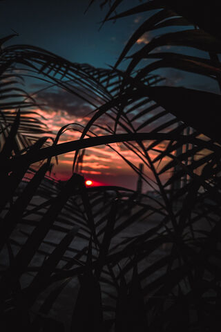 Sunset Serenity 🌅🌴