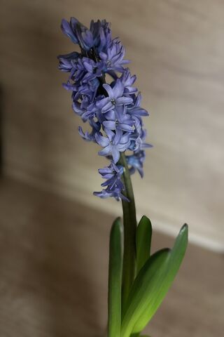 Spring Flowers