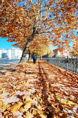 Autumn Stroll 🍂✨