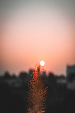 Feathered Sunset 🌅✨