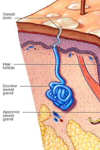 Sweat Glands