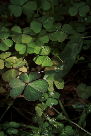 Lucky Clover 🌿🍀