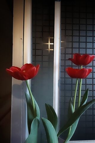 Vibrant Red Tulips 🌷✨